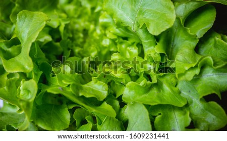 Close up fresh salad vegetables after washed with clear clean water. Fresh green oak lettuce and red oak lettuce in close up image. Picture represent healthy life style diet.