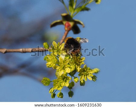 A maple branch with an inflorescence and an insect bumblebee on a flower in early spring against a blue sky on a sunny day closeup. Colorful nature picture for decoration and design.