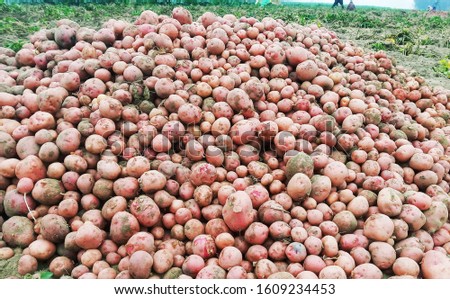 Red potatoes in the field Royalty-Free Stock Photo #1609234453