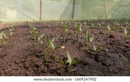 baby chilli plant in soil Royalty-Free Stock Photo #1609247902