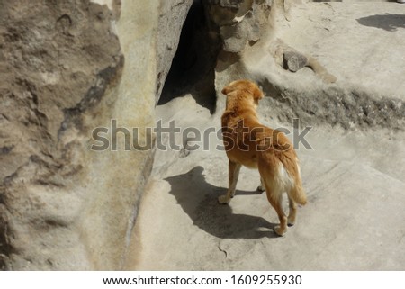 Backside of brown dog standung in fron of cave in georgia country