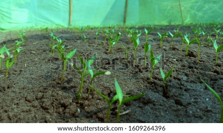 baby chilli plants growing in soil Royalty-Free Stock Photo #1609264396