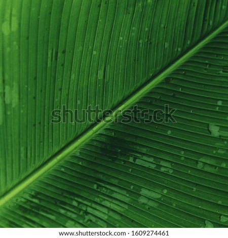 Beautiful Green leaves pattern background and wallpaper.