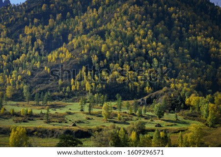 Mountain slope covered with grass and trees, close-up. Autumn trees on a high hill in the sunlight. Picturesque picture, natural backgrounds.