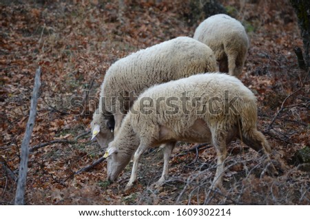A flock of sheep searches for food in the pasture