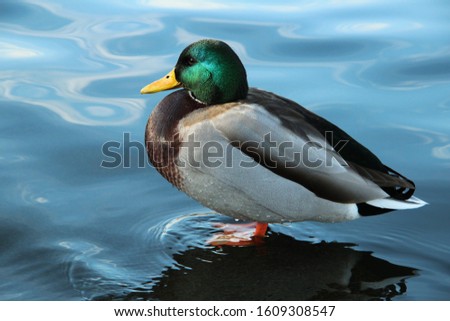 duck resting on the lake