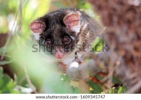 Common Ringtail Possum (Pseudocheirus peregrinus), female, South Australia