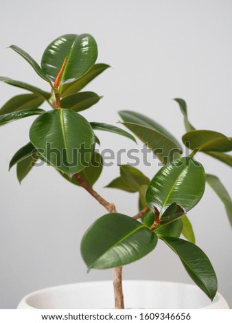 Ficus Rubber-bearing with large leaves in the winter garden home collection. At home, there must be a ficus.