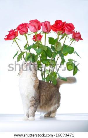 cat with bunch of roses on background isolated on white