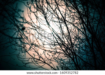 Beautiful nature background: tree branches against the sun