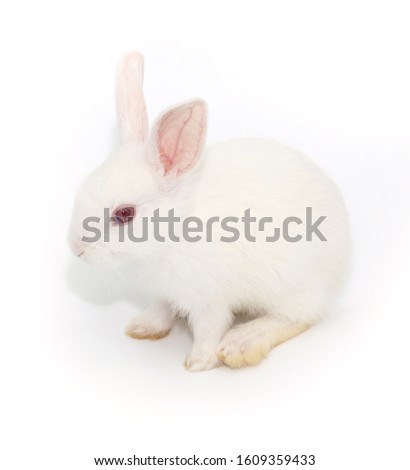 White adorable baby rabbit on white background