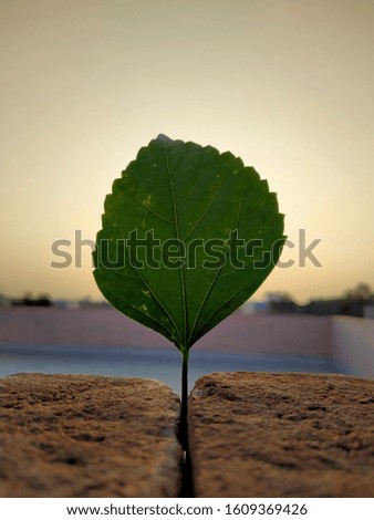 the picture of tree leaf click in sunset time the background picture.