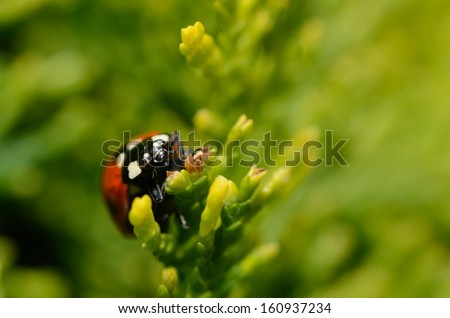 ladybug on shrub with green background