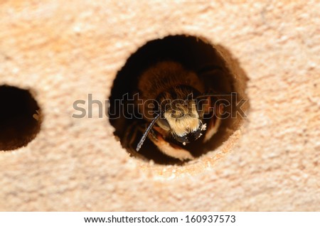 bee is on one opening of a insect hotel Royalty-Free Stock Photo #160937573