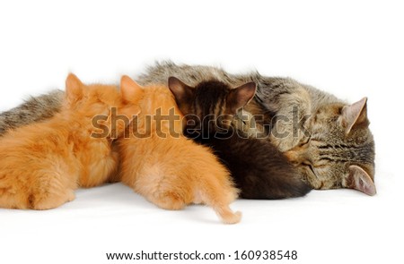 cat feeds its kittens, shot on white background