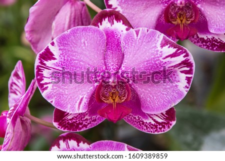 Picture of bright pink orchids in the forest