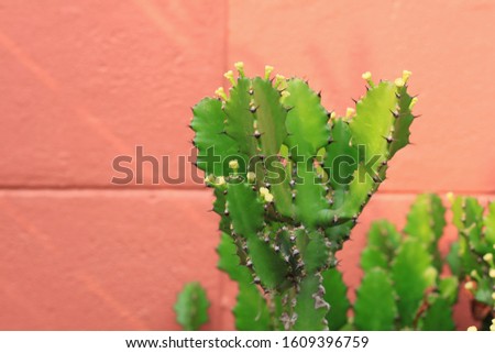 Lovely green Cactus and orange wall background