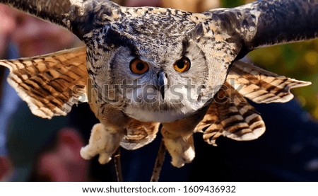 close-up flying owl in wildlife