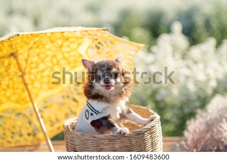Chihuahua dog stands in a basket in the flower garden in the morning.