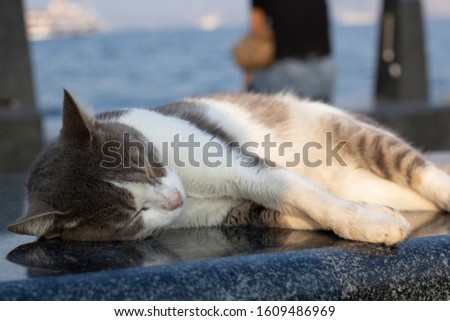 Cat with gray and white spots. Black granite fits on marble. People sitting by the sea in the background. Close up.