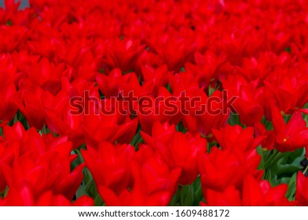 Red  tulips,  near Lisse, Nederland, Europe.