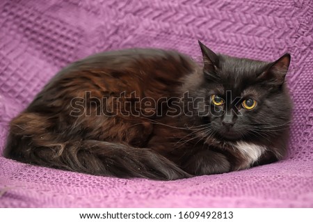 black with a white spot on the chest cat with yellow eyes on a purple background