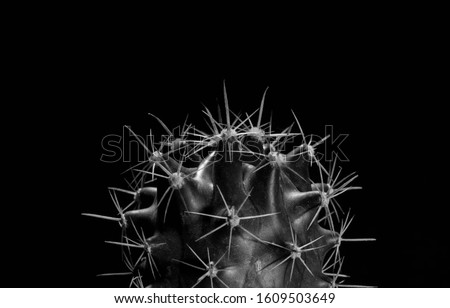Ferocactus emoryi, cactus black and white, abstract natural pattern background and textures