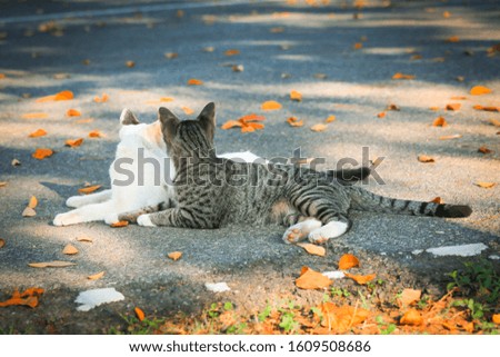 A cute cat Strolling in the area with dry leaves With a soft afternoon light Dry brown leaves on the ground As a beautiful background image.
