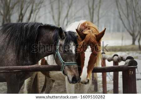 Pictures about beautiful creatures especially of horses