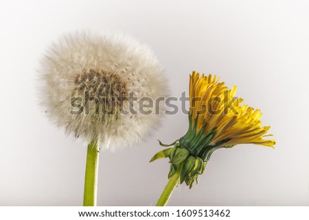 Dandelion Flower and seed pod isolated on a light background.