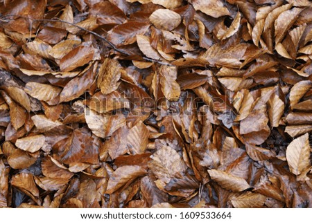 Selective focus image of wet ground covered by brown beech leaves.