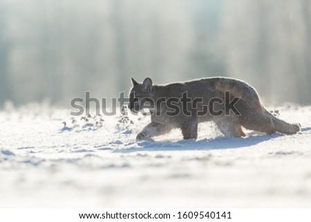 beatiful young puma walking in snow in sunlight in winter landscape