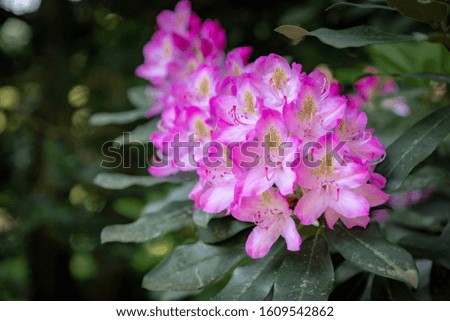 Selective focus of Rhododendron is blooming in to garden, Branch of purple flowers are blossom in the park, A shrub or small tree of the heath family.