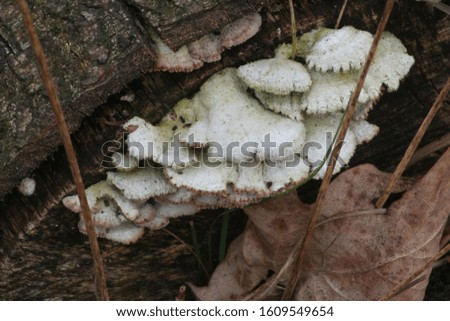 White flat fungus on a tree bark.