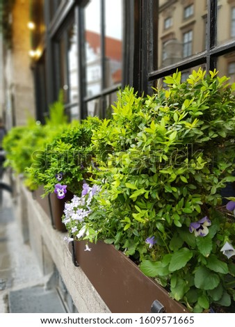 Green flowerbeds in the length of the window