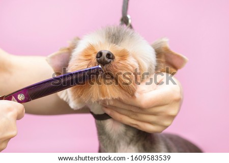 Dog gets hair cut at Pet Spa Grooming Salon. Closeup of Dog. The dog is trimmed with scissors. pink background. groomer concept