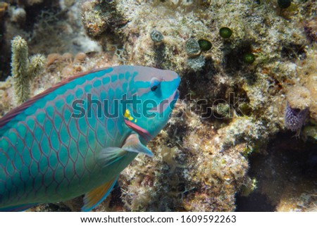 Tropical fish on a Coral reef in Cozumel Mexico