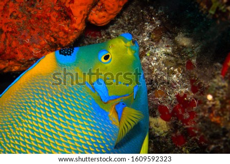 Tropical fish on a Coral reef in Cozumel Mexico