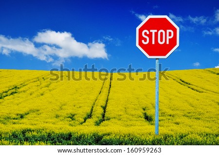Stop sign in canola field, rape