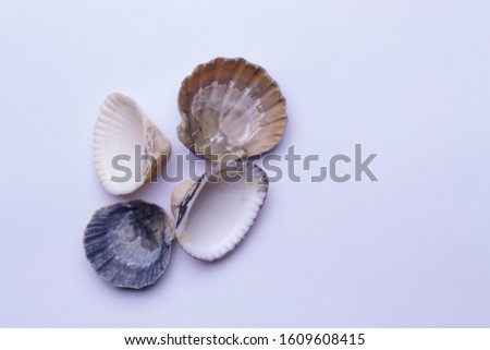 Four shells with an interesting structure and pattern