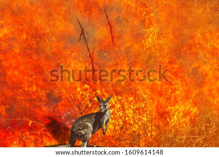 Australian wildlife in bushfires of Australia. Kangaroo with fire on the background. The 2020 devastating wildfires affecting Australia are considered the most deadly ever seen. Royalty-Free Stock Photo #1609614148