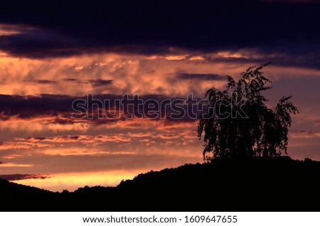 Silhouette of birch tree and mountains in background at sunset.