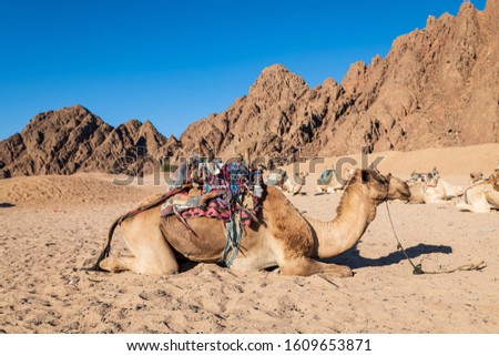 Camels in the  desert area of southern Sinai near to Sharm El-Sheikh during  a safari tour (Egypt).