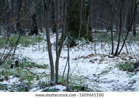 Beautiful winter forest landscape. Grass and earth in the snow. Wall murals.