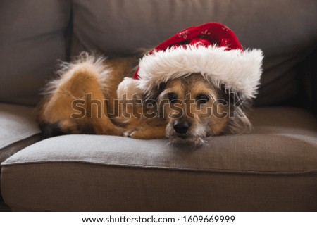 A dog in the red Christmas hat. 