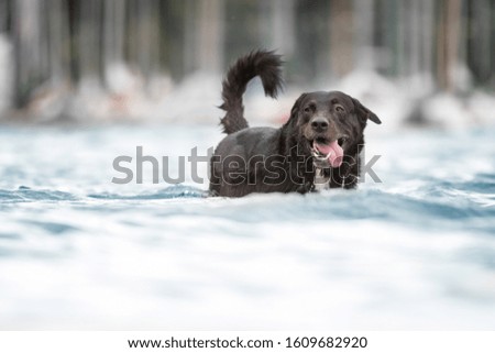 Dog swim in the Water