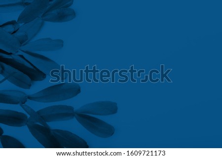 Classic blue backrgound. Closeup shot of tropical plant succulent in classic blue color. Color of the year 2020
