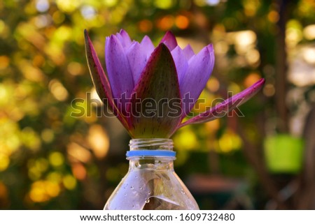 Pink lotus flower on a plastic bottle, orange tone, charcoal picture, new translation concept, Nymphaealotus