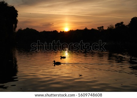Sunset over a lake and ducks silhouettes