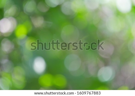  Green bokeh from tree forest for background